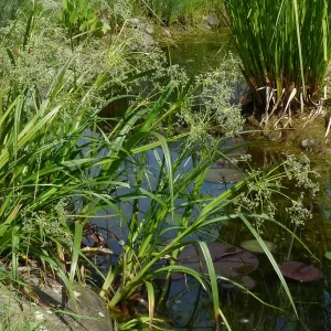 scirpus sylvaticus waldbinse