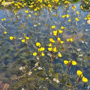 utricularia vulgaris Wasserschlauch
