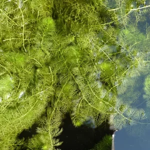utricularia vulgaris Wasserschlauch
