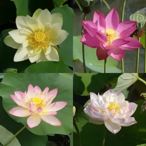 Nelumbo von uns ausgewählte Lotusblumen