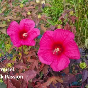 Hibiscus moscheutos carousel Pink Passion