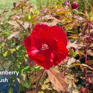 Hibiscus moscheutos Cranberry Crush