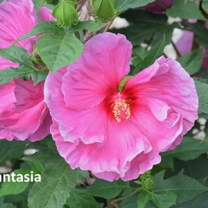 Hibiscus moscheutos Fantasia