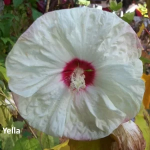 Hibiscus moscheutos Old Yella