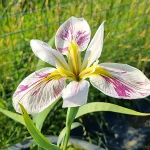 iris louisiana splitter splatter