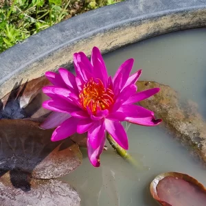 nymphaea thailand purple