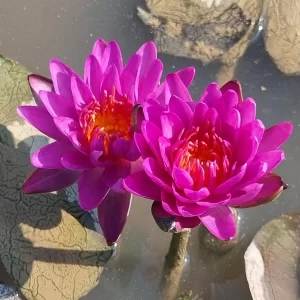 nymphaea thailand purple